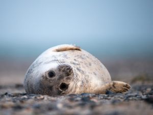 6504 Peter  Bentsen     Young relaxing seal     